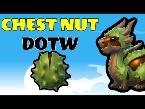 CHEST NUT DRAGON | NEW DOTW | Breeding Guide with Information | Dragon Mania Legends DmL