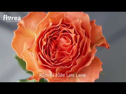 Růžová růže LOÏS LANE