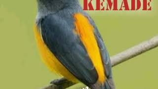 Download lagu SUARA PIKAT KEMADE BURUNG CABE CABEAN RIBUT mp3