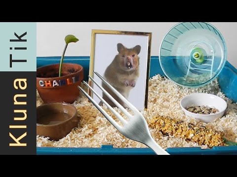Kluna got a HAMSTER for ANIMAL DAY!!! Kluna Tik Dinner #35 | ASMR eating sounds no talk