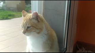 Cortometraje Conflicto tropical