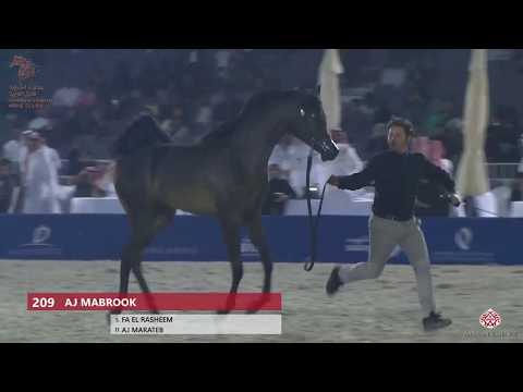 N 209 AJ MABROOK   Asharqia Arabian Horse Classic 2020   Colts 2 Years Old Class 8A