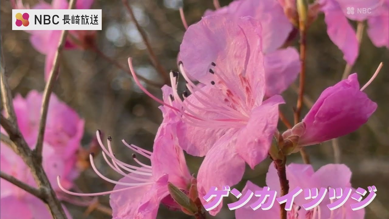 日本最大規模のゲンカイツツジ　長崎県対馬