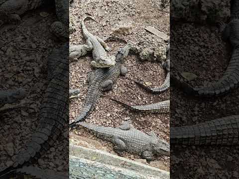Criadero de Cocodrilos - Cienaga de Zapata