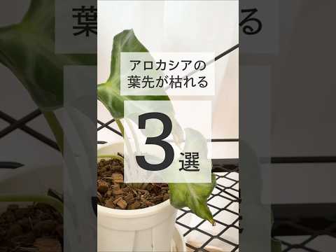 YouTube ショート動画