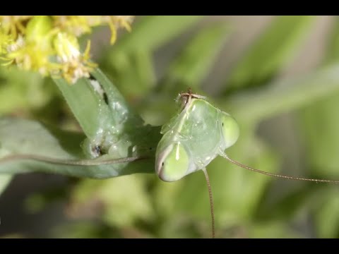 Klimagewinner Gottesanbeterin