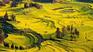 China's Fields of Gold