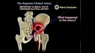 The Superior Gluteal Artery - Everything You Need To Know - Dr. Nabil Ebraheim