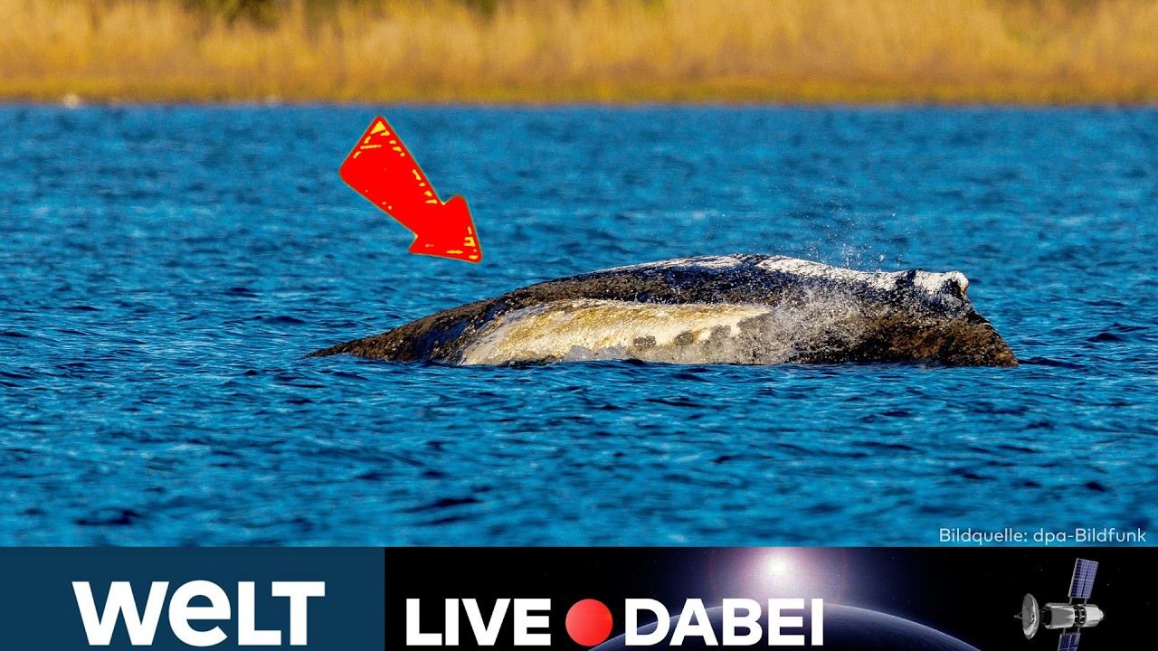 INSEL POEL: TAG 23! Der Krimi um Timmy! Niedriger Wasserstand macht Helfern zu schaffen! | WELT LIVE