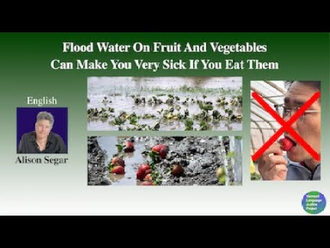 English:  Flood water on fruit and vegetables can make you very sick if you eat them.