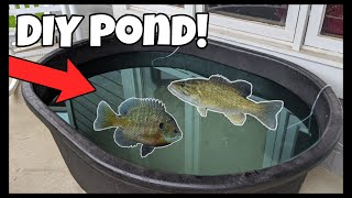 CHEAP DIY Pond Build for Outdoor Fish!