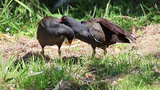 Moorhen Grooming Its Partner! 野鳥バンがパートナーを優しく毛づくろいする。