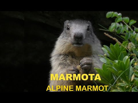 Marmota ( Marmota marmota ) Alpine marmot
