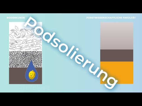 Bodenkunde verstehen – Podsolierung