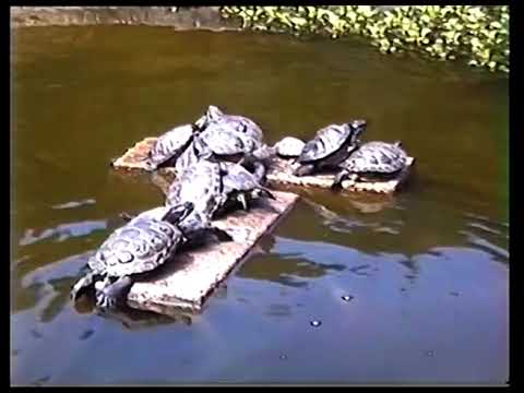 A visit to Chefoo School Malaysia 2000