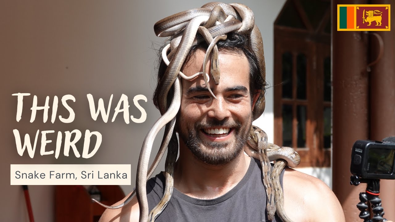 Join adventurers on a visit to Snake Farm.