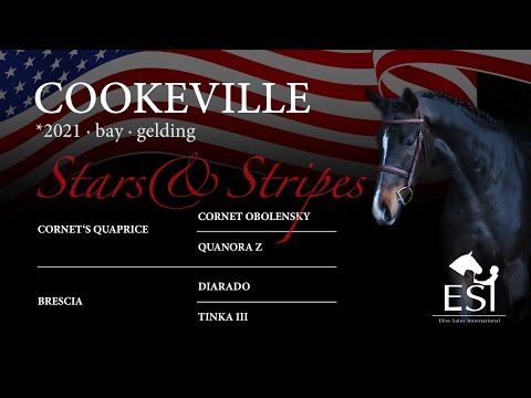 COOKEVILLE *2021 bay gelding by Cornet´s Quaprice x Diarado ESI Hunter & Equitation Horse Auction