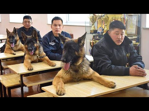 Voilà pourquoi les bergers allemands sont les chiens les plus drôles.
