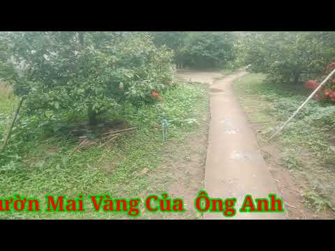 Mai Vàng  Bến  Tre