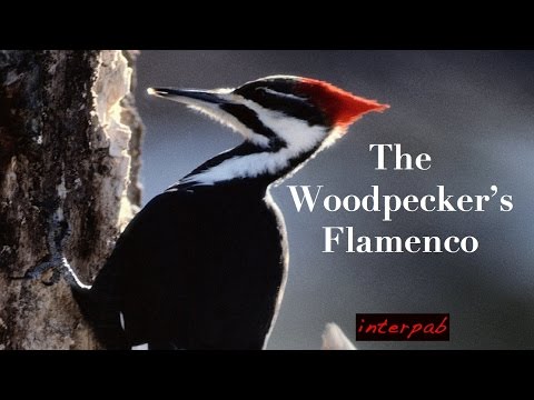 The Woodpecker's Flamenco • Swatch TV Commercial, 1993