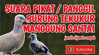 Download lagu Suara pikat burung tekukur, suara burung tekukur manggung santai mp3, untuk masteran atau pikat mp3