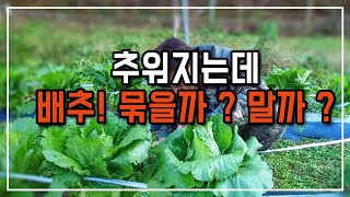 김장 배추 영하의 날씨 묶을까? 말까? 그래도 묶는 이유는