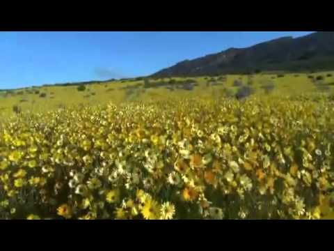 Fleur De Saison - Emilie Simon