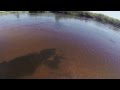 Massive Crocodile Seen In The Okavango Delta