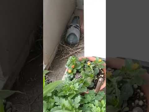 鳩が庭やバルコニーの植木鉢に卵を産まないようにするための 5 つ以上のヒント  庭園