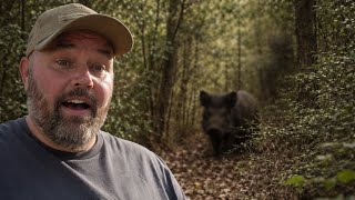 I Can’t Stop This Wild Hog… It’s Back Again