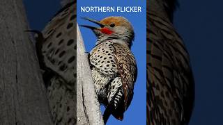 Download lagu 10 Panggilan Burung yang Harus Anda Pelajari - Bagian 1 mp3 Download lagu 10 Panggilan Burung yang Harus Anda Pelajari - Bagian 1 mp3