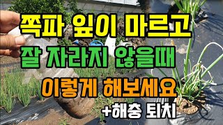 쪽파 굵게 키우려면 지금 이것부터 하세요 쪽파잎이 노랗게 마르는 이유와 해결방법