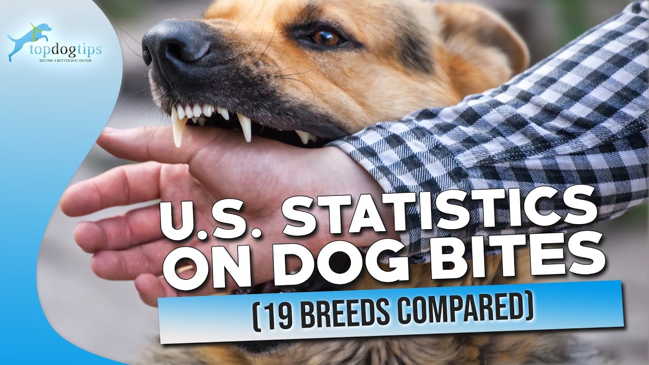 Dog Bite Fatalities By Breed 2022