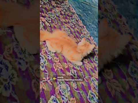 cute little cates🥰