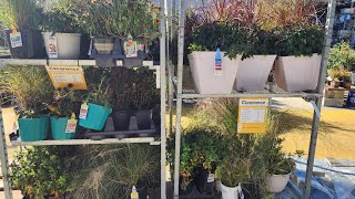 Lowes clearance  plants at the end of November. Grasses, Daisies, Blanket Flower Asters and more.