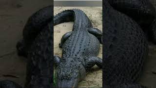 Tralalelo tralala orcalelo orcala