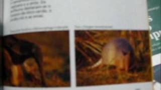 Presente de um Beija-flor - Natiruts