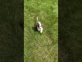 Miniature Dachshund dogs for sale: Blake - Video 1