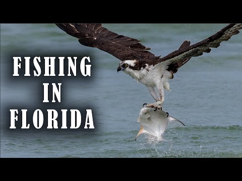 Osprey Catches a Huge Fish in Florida...Can it Hang On??