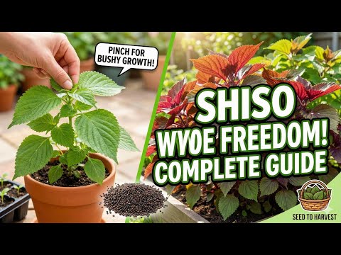 How to Grow Shiso (Perilla) From Seed to Harvest: The Complete Guide