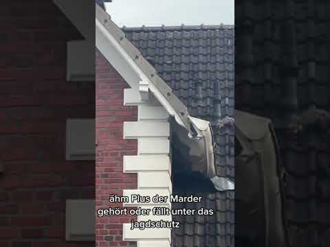 Marderabwehr: Entdecke das ultimative Geheimnis, um Marder fernzuhalten! Dauerhaft & kostenfrei!