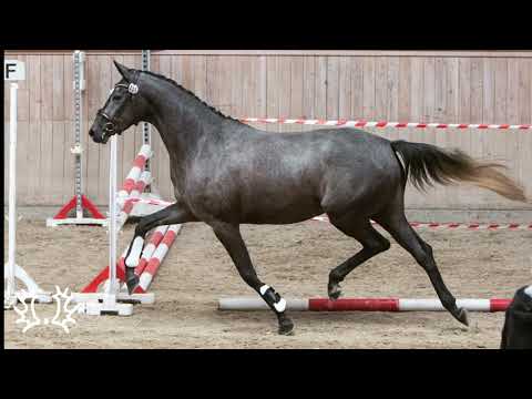 Kat. Nr. 57 - Stute "Haifa" von Millennium - Induc *2018