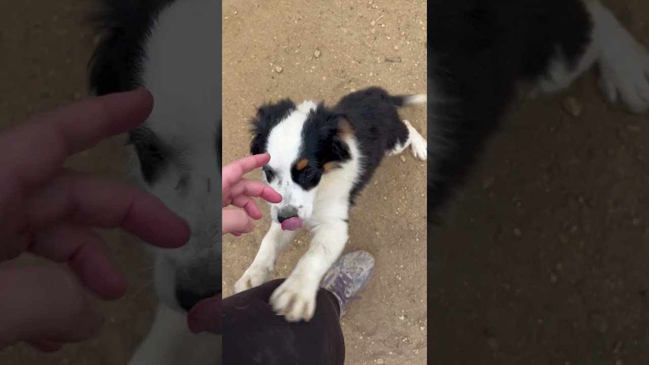 Enlarge Drako, an adopted mixed breed in Savage, MN video 5/5