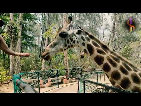 jangal me janvar ka rhan sahan or unke prati sneh animls ka pyar#animals  #funny #monkey