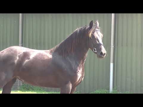 Stal Okkema's Wiske v. Michiel merrie 2015