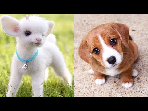 Cute Baby Funniest Animals Videos Compilation 🐕😺 Best Funny and Cute Moment of the Cats and Dogs #8