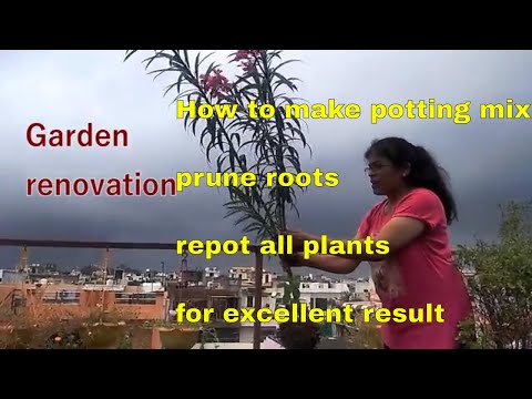 How to make potting mix & prune roots for excellent result Video