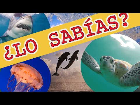 🌊  TOP: Los animales más curiosos del océano 🌊 | Documentales infantiles | TOP ANIMALES MARINOS