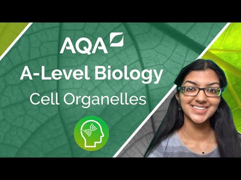 AQA A Level Biology: Cell Organelles