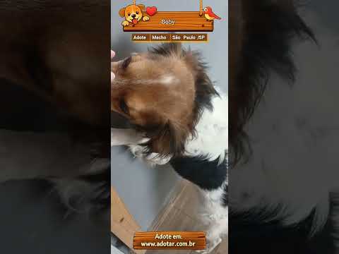 Vídeo de Boby